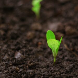 seedlings for planting, changes, seedlings