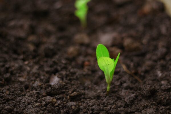 seedlings for planting, changes, seedlings